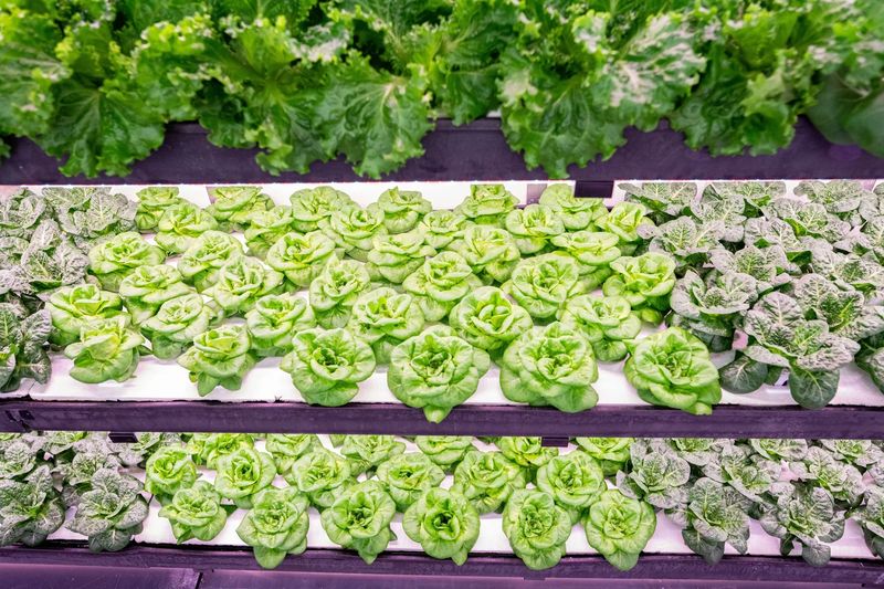 Growcer modular vertical farm by Growcer